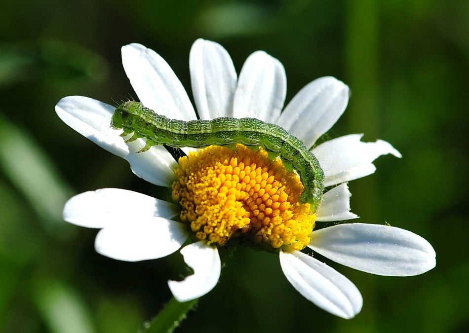 La vita in un fiore